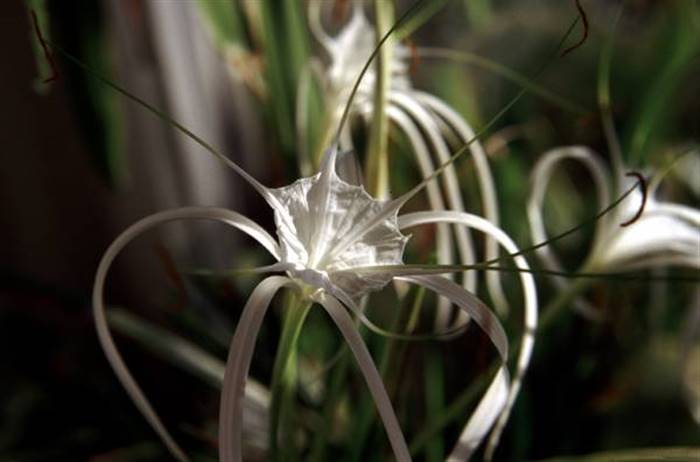 Гіменокаліс кордифолія (Hymenocallis cordifolia)